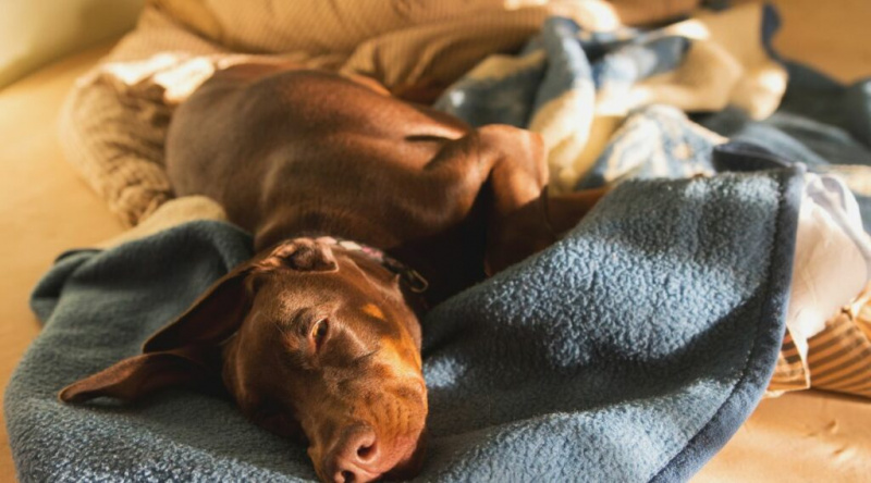 Color Doberman vermell i òxid posat sobre una manta