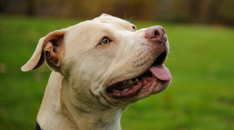 Amerikkalainen pitbullterrieri hymyilee katsoen ulos
