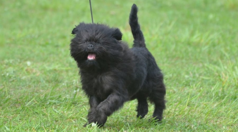 gos Affenpinscher corrent