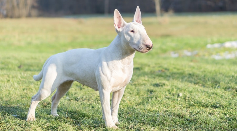 Bull Terrier anglès perillós