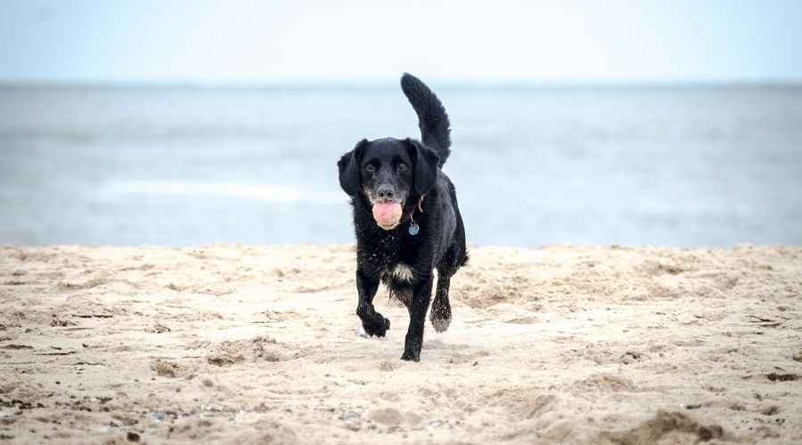 Labradoro Retriverių Misiniai 35 Laboratoriniai Misrunai Su Nuotraukomis