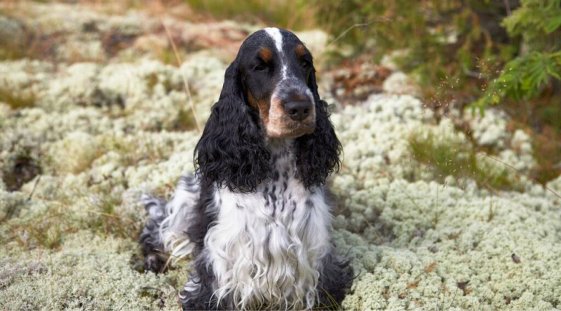 Cocker Spaniel anglès assegut en un prat