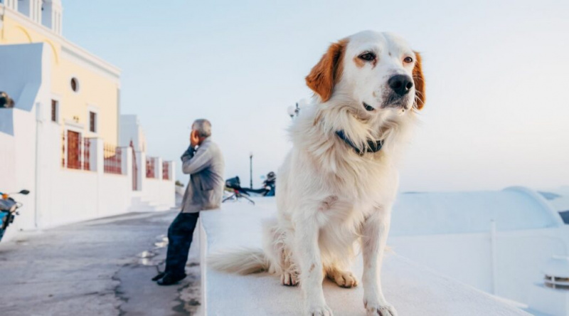 Yunanistan'da köpek çıkıntıda oturuyor ve arkasında adam var