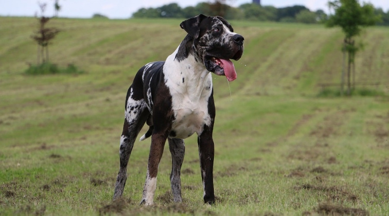 Büyük Danimarkalılar İçin En İyi Köpek Maması