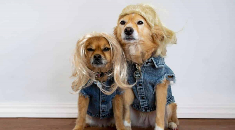 Dva roztomilí psi nosí džínové vesty a blond paruky