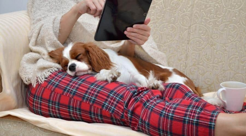 Dona amb roba de casa acollidora relaxant-se al sofà amb un gos cavaller dormint a la falda, sostenint la tauleta i llegint