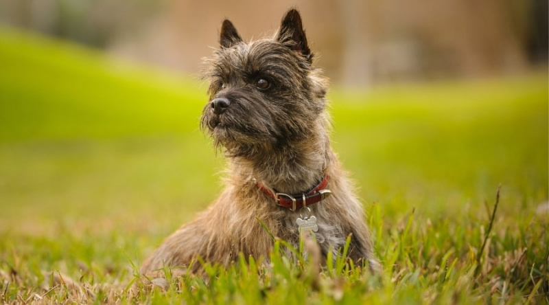 Cairn Terrier assegut fora en un camp