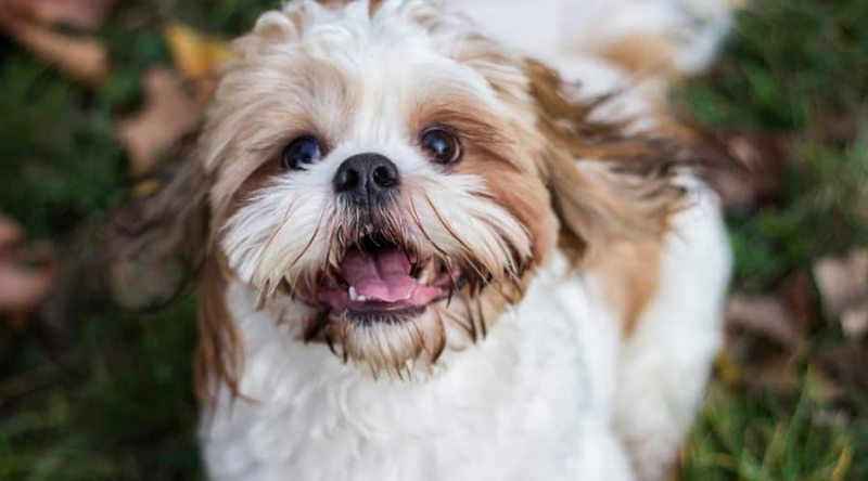Shih Tzu smiler