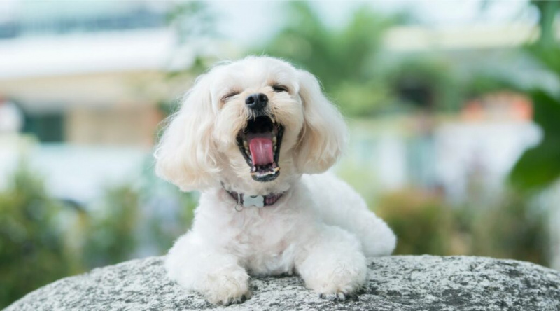 White Shihpoo gjesper utenfor sittende på en stein