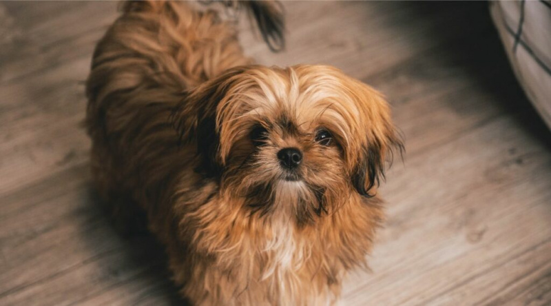 Shihpoo med brun frakk som står og ser opp på kameraet