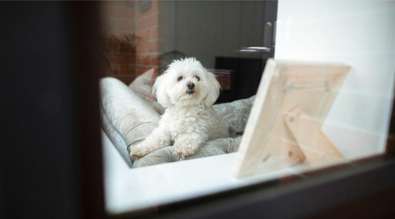 White Shihpoo sitter på en sofa og ser utenfor vinduet