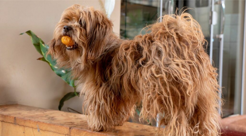 Shihpoo trenger pleie med langt hår