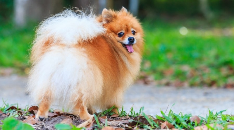 Feliç Pomeranian mirant enrere
