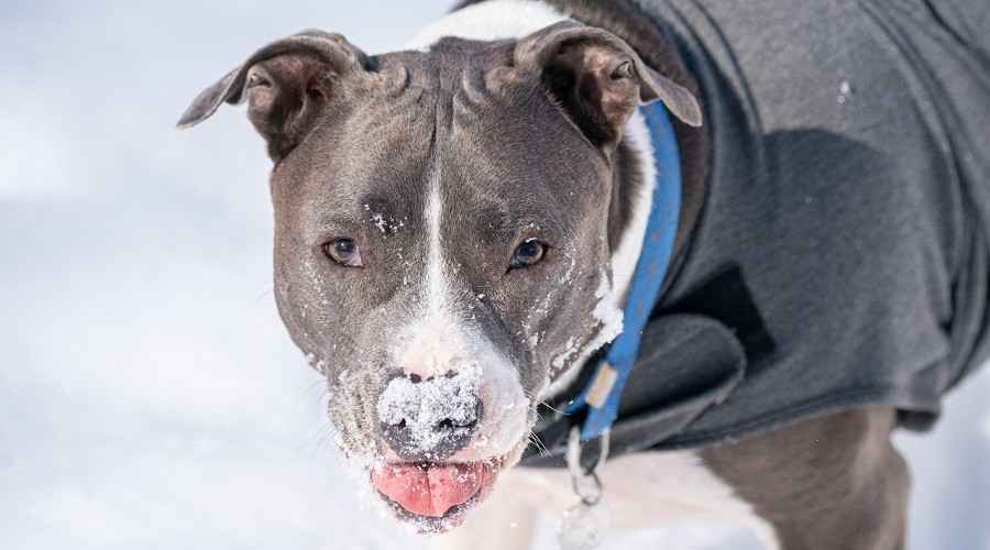 Best Pit Bull Food Adult pitbull eating food and snow