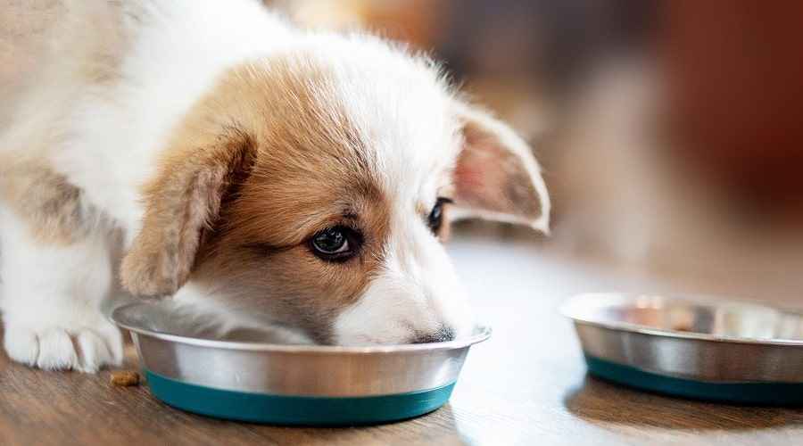 Avis sur les aliments pour chiens Fromm: historique des rappels, ingrédients et plus