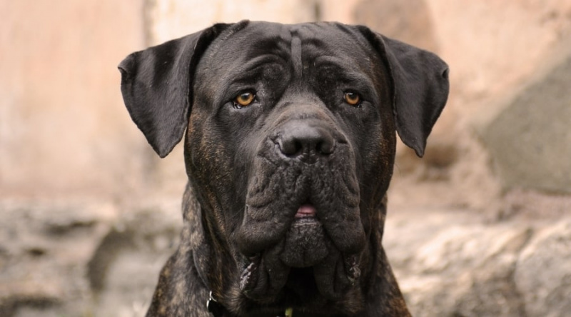 Cane Corso žíhaný pes