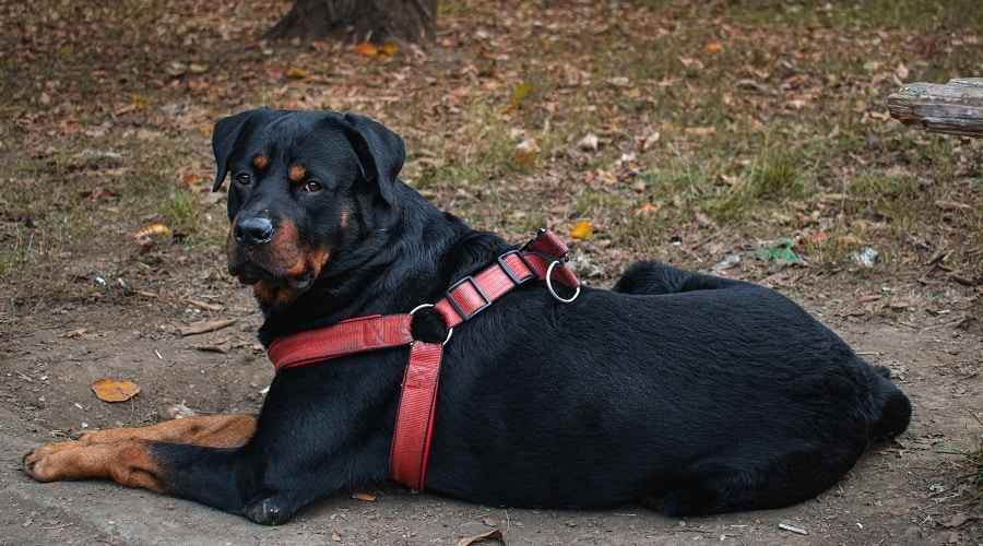 A Rottweiler azonosítása